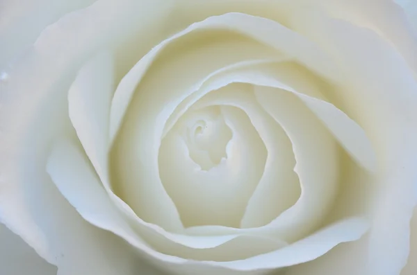 Rosa bianca Obraz Stockowy