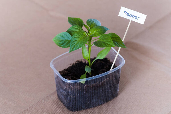 Early spring planting. Pepper seedlings grow in a plastic container. The concept of organic vegetable growing. 