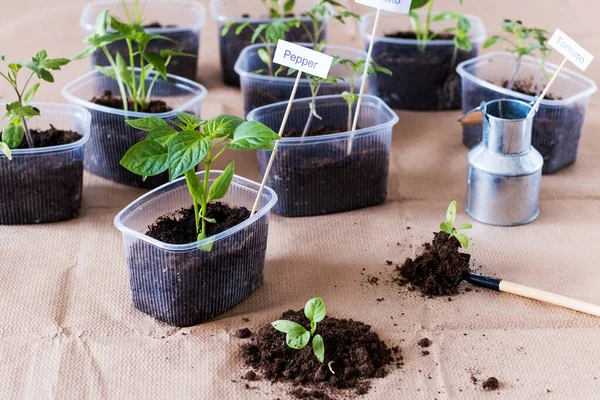 Trasplante de brotes verdes cultivados a partir de semillas, plantación de primavera. Agricultura y jardinería doméstica — Foto de Stock