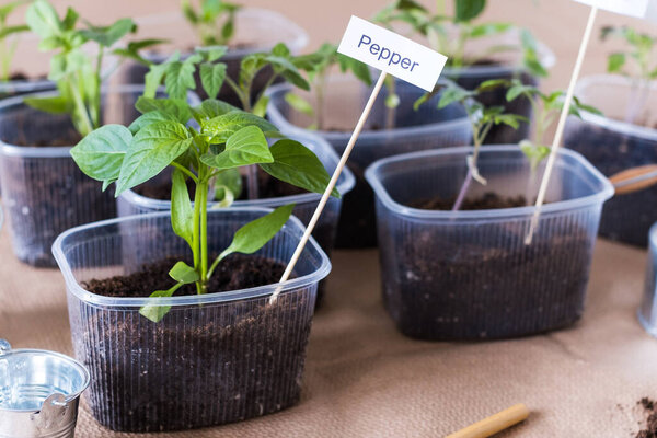 Early spring planting. Pepper seedlings grow in a plastic container. The concept of organic vegetable growing. 