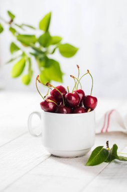 Yaprakların arka planında bir daire şeklinde olgun sulu kirazlar. Boşluğu kopyala.