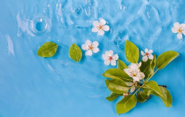 Yukarıdan temiz su manzaralı kiraz çiçekleri ve yeşil yapraklar. Bahar çiçekleri ve şeffaf sıvı yapraklar. Tasarım için doğal arkaplan