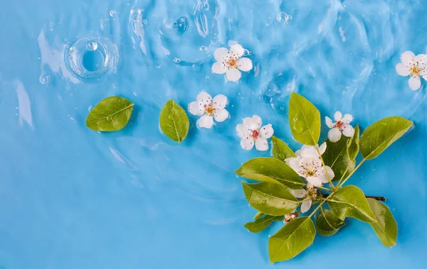 Yukarıdan temiz su manzaralı kiraz çiçekleri ve yeşil yapraklar. Bahar çiçekleri ve şeffaf sıvı yapraklar. Tasarım için doğal arkaplan