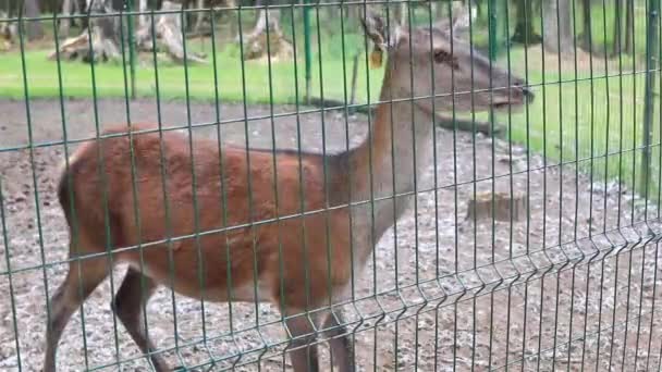 鹿は柵を通って給餌される 準備金の概念 — ストック動画