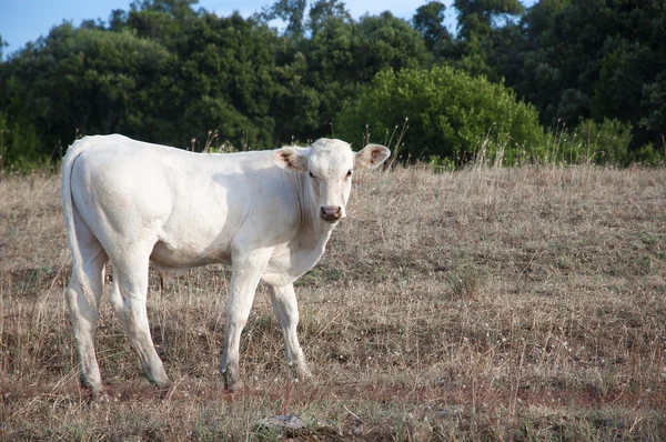 Borjú — Stock Fotó