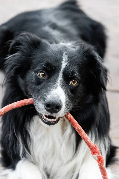Closeup de preto e branco Borden Collie raça cão brincando com uma corda vermelha em sua boca — Fotografia de Stock