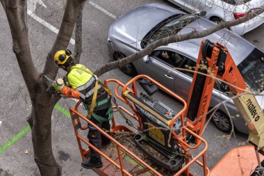 BARCELONA, İspanya - 11 Mart 2022: Elektrikli testere ile büyüyen ağaç dallarını budamak için kaldırma platformu kullanan kamu görevlisi