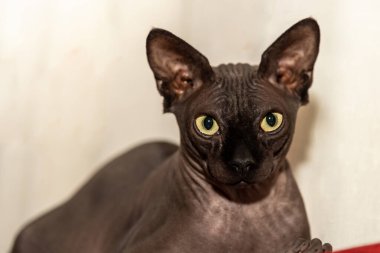 Kameraya bakan Kılsız Sphynx kedisine yakın çekim