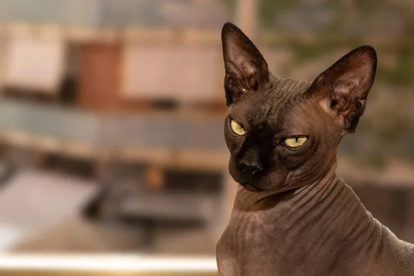 Pencerenin önündeki sfenks kedinin tipik görünüşü.