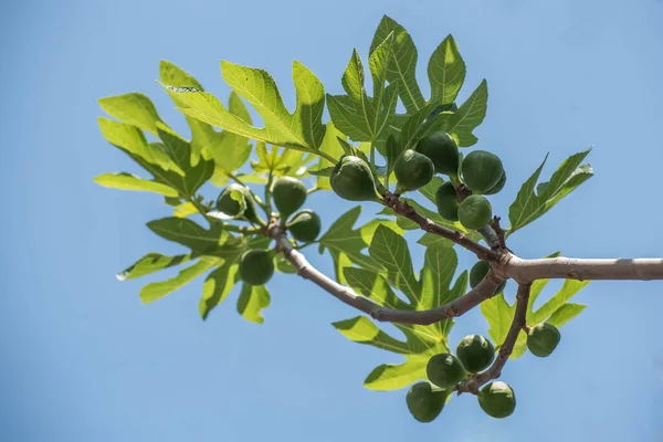 Mavi gökyüzünün altındaki incir dalında büyüyen yeşil incirler.
