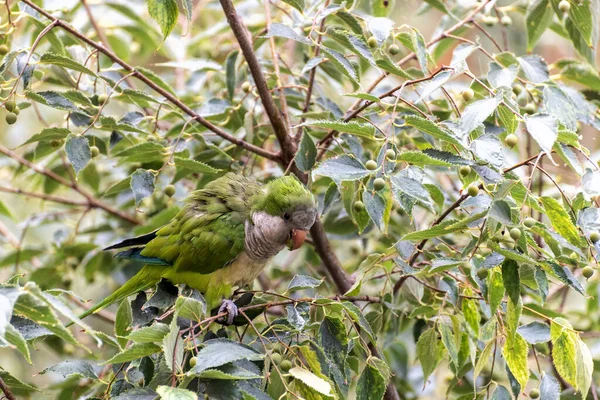 Argentine parrot or green parrot Myiopsitta monachus eating seeds from trees in the city of Barcelona