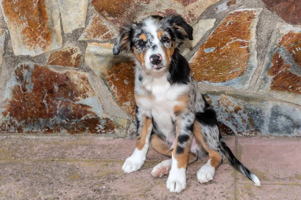 Portrait Cute Sitting Australian Shepherd Puppy — Stock Photo, Image