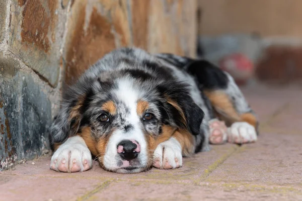Retrato Adorável Cachorro Pastor Australiano Deitado Chão Terraço — Fotografia de Stock