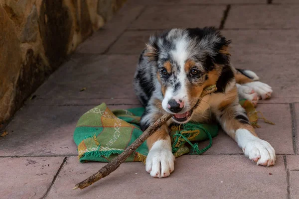 Retrato Adorável Cachorro Pastor Australiano Deitado Cobertor Verde Brincando Com — Fotografia de Stock