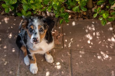 Avustralya çoban köpeği yerde, yeşil bitkilerin yanında kameraya bakıyor. Hava görünümü.