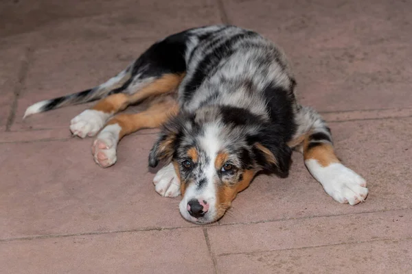 Terasta yatan sevimli bir Avustralya çoban köpeğinin portresi sıkılmış..