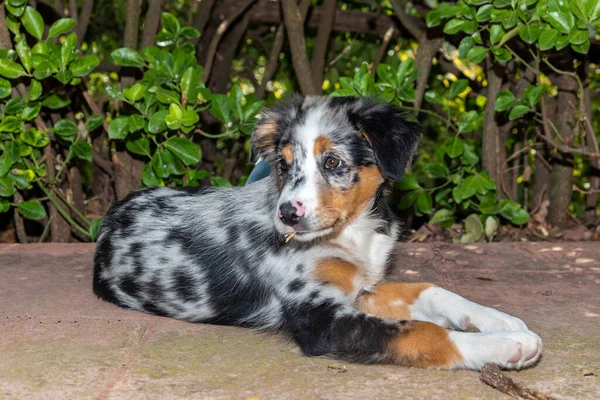 Terasta yatan sevimli bir Avustralya çoban köpeğinin portresi.