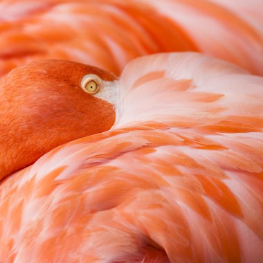 Turuncu arka plan - flamingo detay