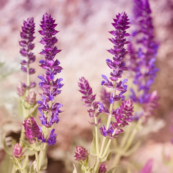 Violette bloemen op weide — Stockfoto