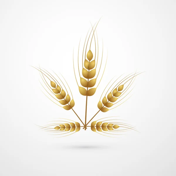 Vector Ears of Wheat — Stock Vector