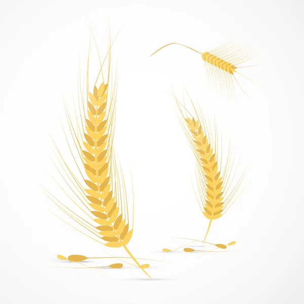 Ears of Wheat — Stock Vector