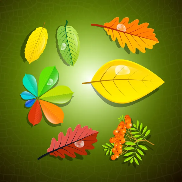 カラフルな葉と緑色の背景でローワン ベリー — ストックベクタ