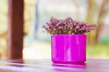 Mor - Menekşe çiçek tablo ile pembe saksı