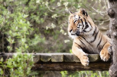 dinlenme tiger fotoğraf