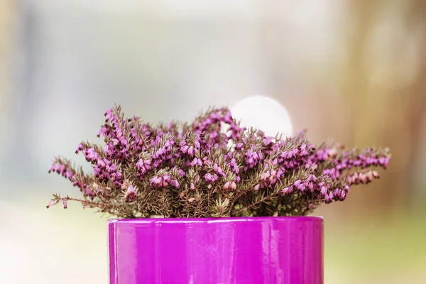 Viola - vaso da fiori rosa con fiore viola su sfondo sfocato — Foto Stock