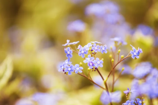 Abstract Forget-me-not Flower Blurred Background — Stock Photo, Image
