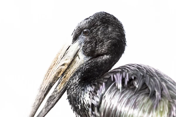 Anastomus lamelligerus temminck Foto — Stock fotografie