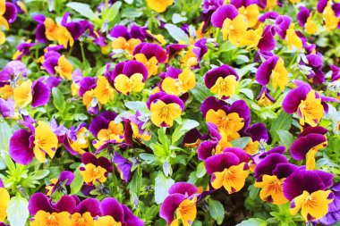 Blossom - yeşil doğa arka plan bahar şube