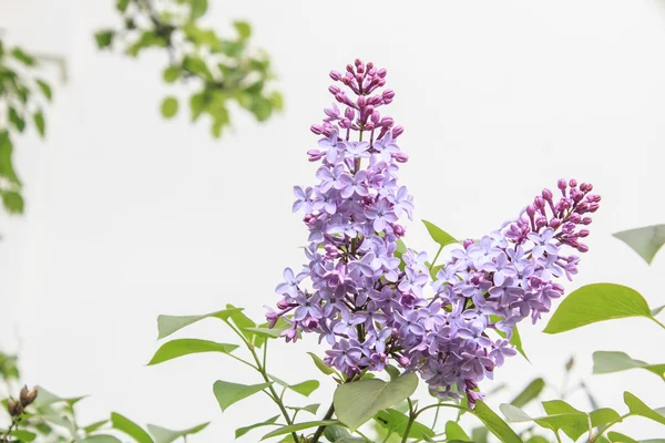 Frühling Zweig in Blüte - grüne Natur Hintergrund — Stockfoto