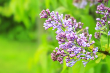 yeşil arka plan bulanık leylak fotoğrafı