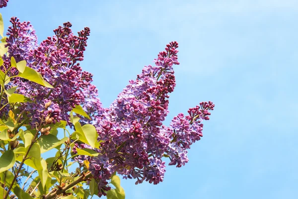 Lilac Photo on Blue Sky Background — Stock Photo, Image