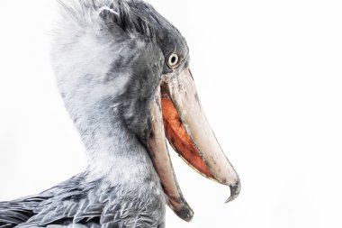 shoebill - balaeniceps rex - beyaz arka plan üzerinde izole kuş fotoğrafı