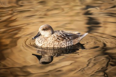 su resmi için ördek
