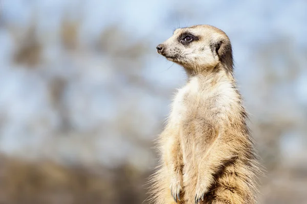 Suricate-meercat 사진 — 스톡 사진