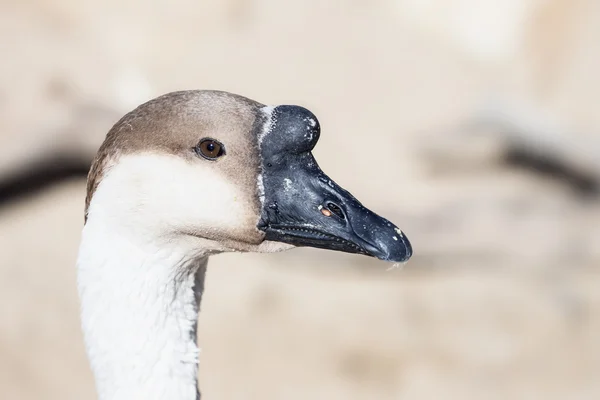 Goose Head Photo — Stock Photo, Image