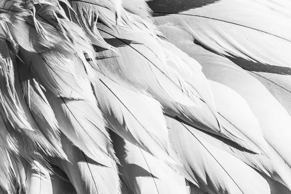 Bird Feather Abstract Background — Stock Photo, Image