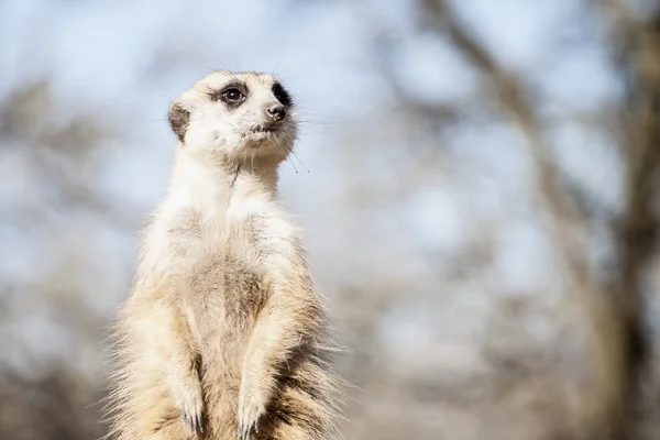 Suricate - Meercat Photo — Stock Photo, Image