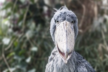 shoebill - balaeniceps rex - kuş fotoğrafı