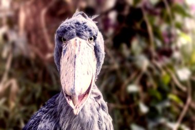 shoebill - balaeniceps rex - kuş fotoğrafı