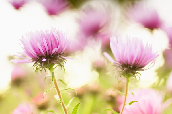 抽象的な背景がピンク色の花 — ストック写真