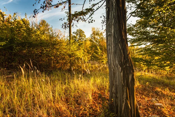 Scena della foresta autunnale con foglie colorate, albero e cielo blu — Foto Stock
