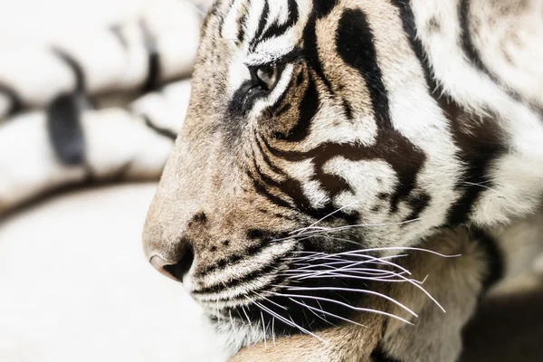 Foto harimau — Stok Foto