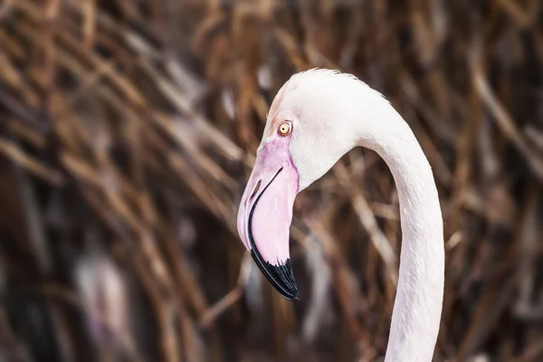 Flamingo-Detailfoto — Stockfoto