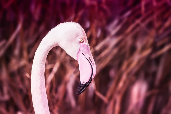 Flamingo detalj Foto — Stockfoto