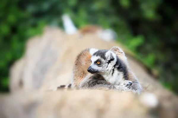 Lemur catta foto — Stockfoto