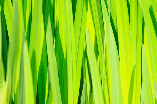 Yeşil reed çim arka plan fotoğraf — Stok fotoğraf
